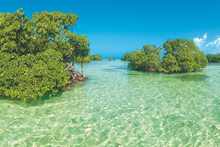 Visite guidée en français en bateau : Mangrove, ilets, snorkeling