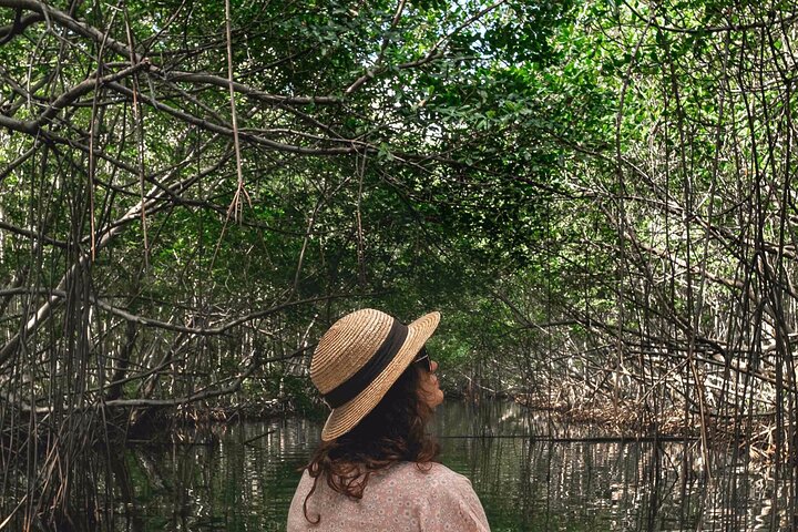Visite guidée en français en bateau : Mangrove, ilets, snorkeling