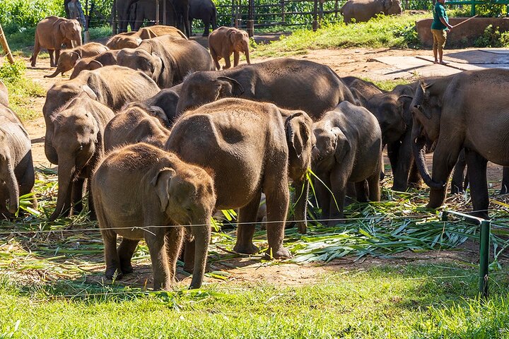 Ella Private Day Tour - Departing from Any Location in Sri Lanka