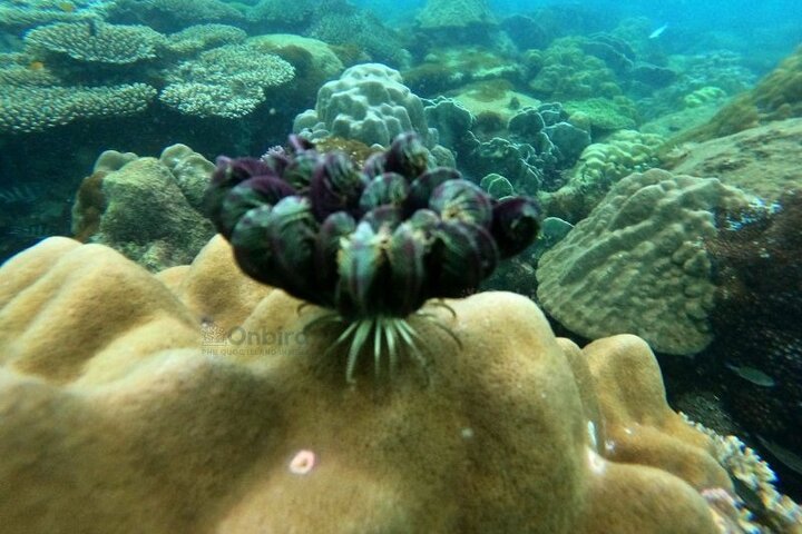 [Phu Quoc] Private Speedboat & Short-Snorkel: South Hidden Reefs