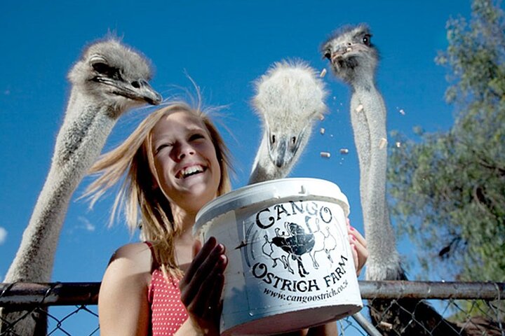 5 Day Private Luxury Garden Route Safari from Port Elizabeth