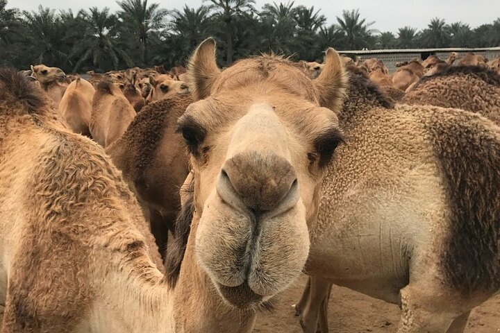 Full Day Sightseeing Tour in Bahrain