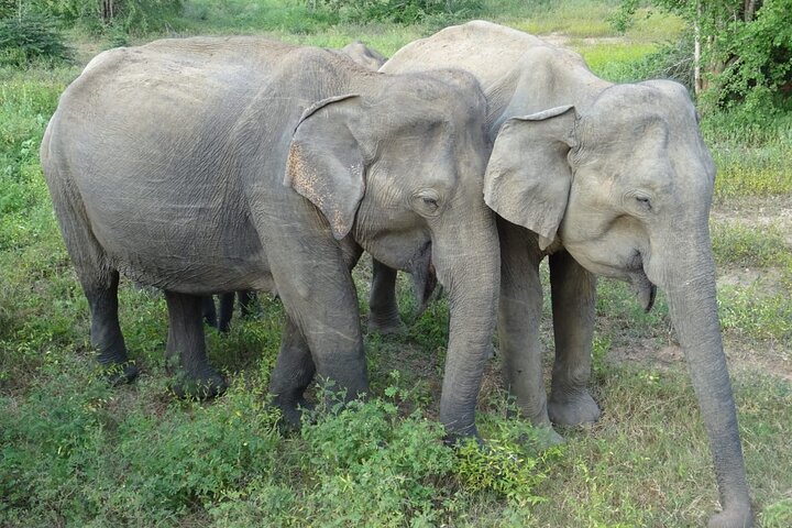 Minneriya National Park Safari | Jeep with Tickets