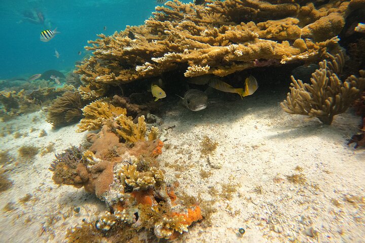3 Hours VIP Semiprivate Tour Isla Mujeres Full Snorkeling Experience