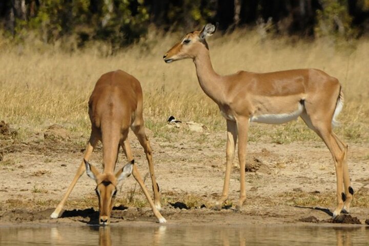 3 Hours Chobe Game Drive Safari, Botswana