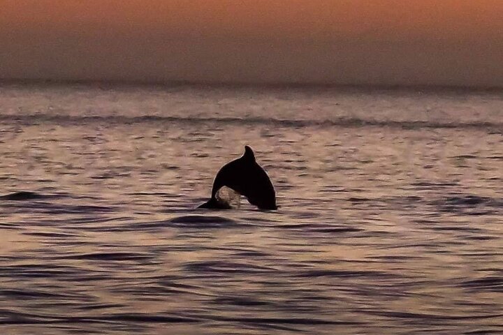 Dolphin Watching Nature Cruise and Eco Tour from Hubbard's Marina in John's Pass