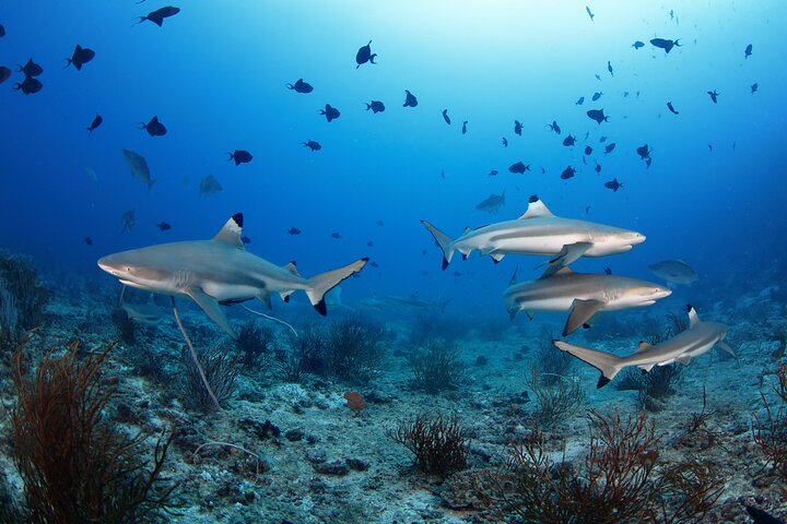 Private 5 Day Morotai Scuba Diving Trip