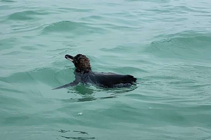 Isabela Island Tour in Galapagos with Kayak