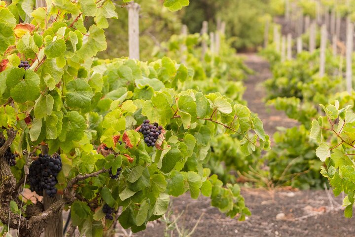 Aranda del Duero: Single Vineyard Estate Visit & Wine Tasting