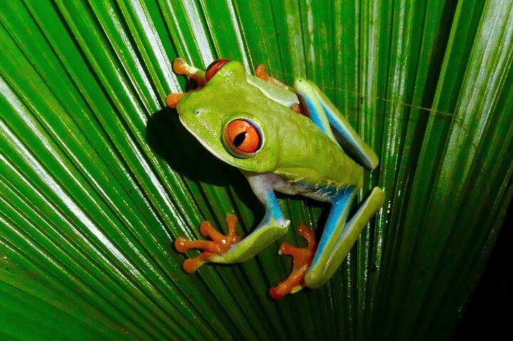 Tortuguero : All Inclusive Package 2 Nights 3 Days from San Jose