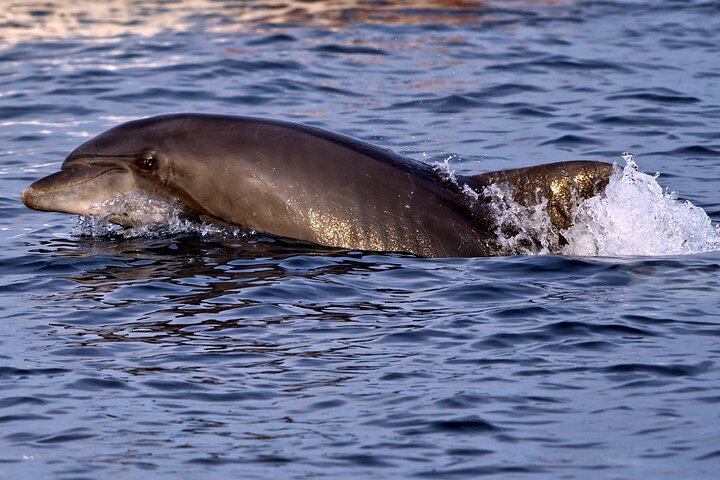 Brijuni National Park Dolphin Sunset Tour | DINNER & DRINKS