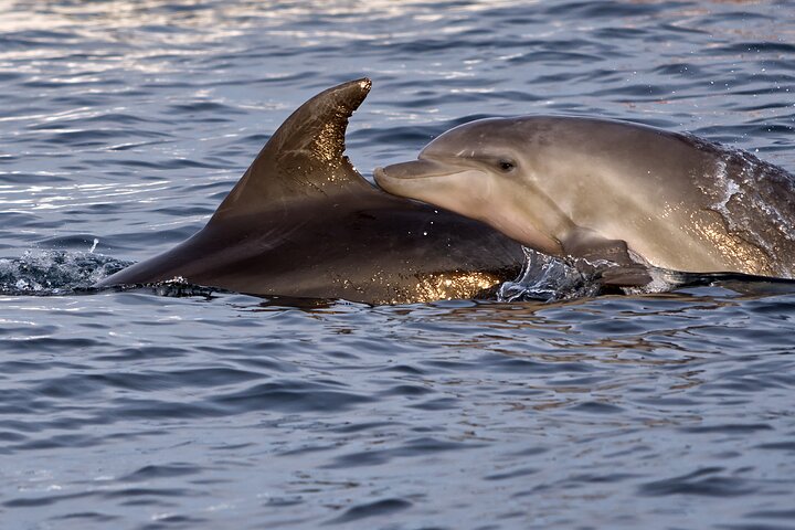 Brijuni National Park Dolphin Sunset Tour | DINNER & DRINKS