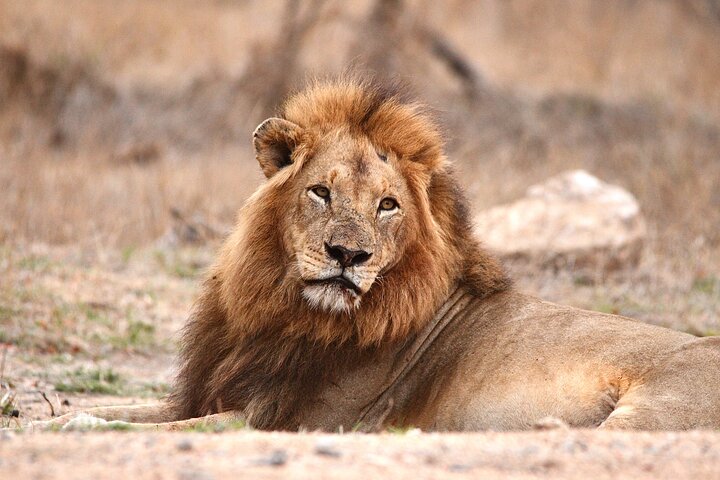 Small-Group Full-Day Safari Tour in Kruger National Park