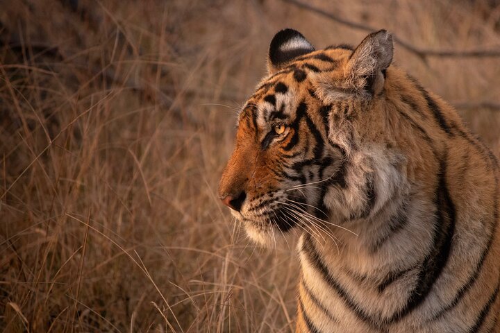 Tiger Safari-Ranthambore National Park