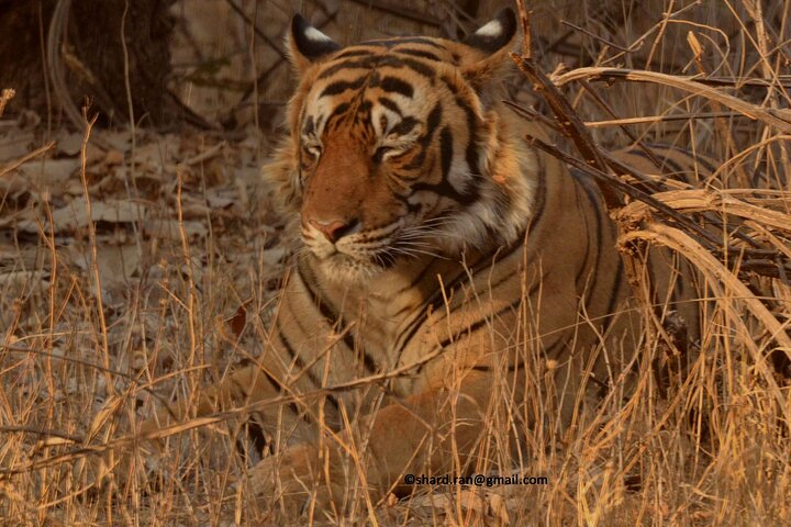 Tiger Safari-Ranthambore National Park