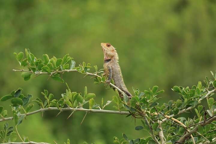 Udawalawe National Park | Private Safari Tour