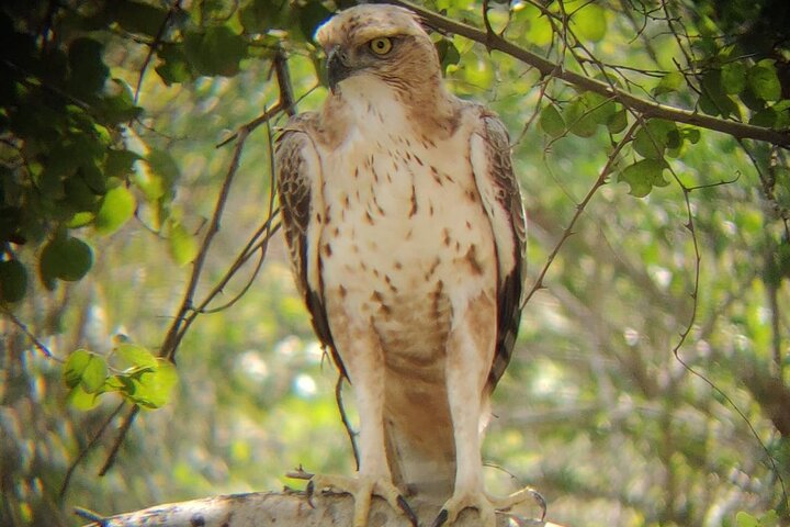 Udawalawe National Park | Private Safari Tour