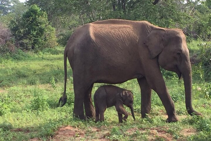 Udawalawe National Park | Private Safari Tour
