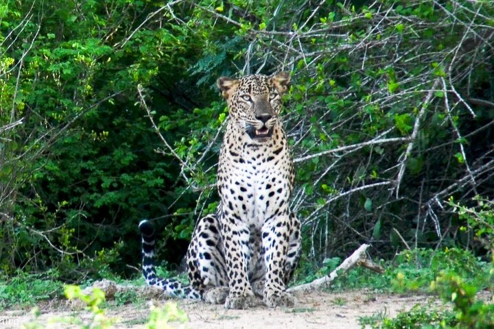 Udawalawe National Park | Private Safari Tour