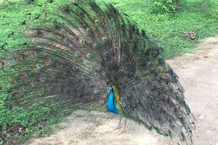 Udawalawe National Park | Private Safari Tour