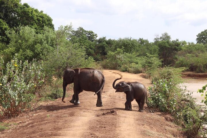 Udawalawe National Park | Private Safari Tour