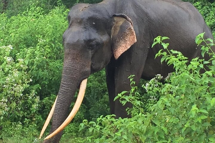 Udawalawe National Park | Private Safari Tour