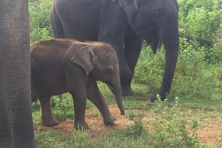 Udawalawe National Park | Private Safari Tour