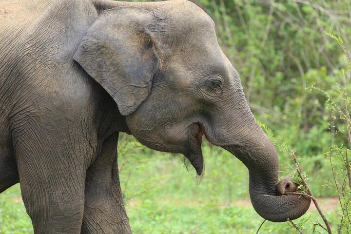 Udawalawe National Park | Private Safari Tour