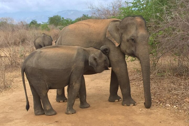 Udawalawe National Park | Private Safari Tour