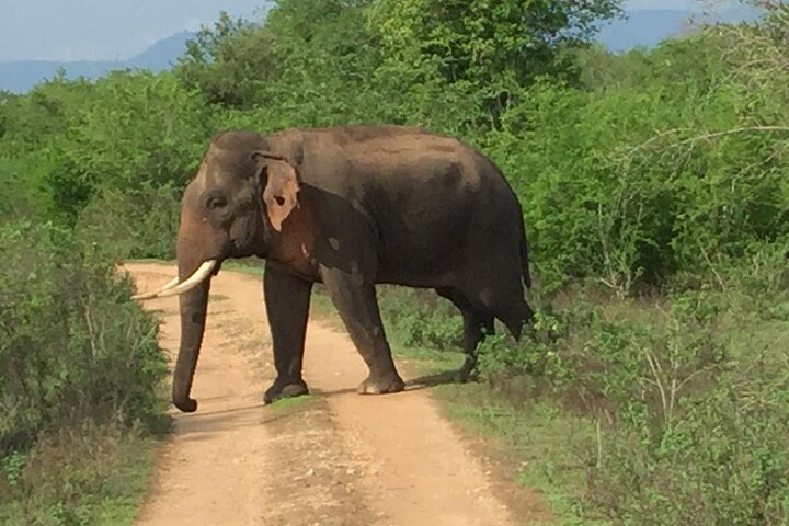 Udawalawe National Park | Private Safari Tour