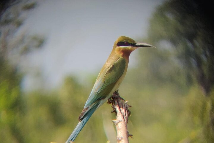 Udawalawe National Park | Private Safari Tour