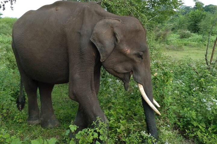 Udawalawe National Park | Private Safari Tour