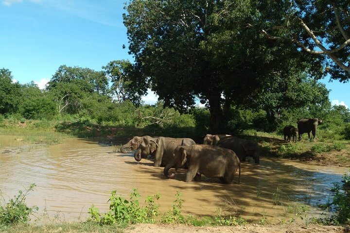 Udawalawe National Park | Private Safari Tour