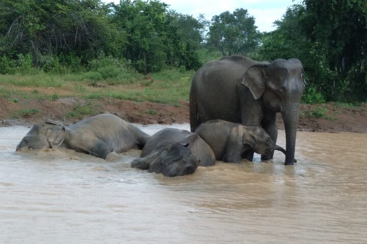 Udawalawe National Park | Private Safari Tour