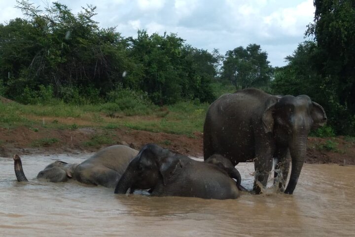 Udawalawe National Park | Private Safari Tour