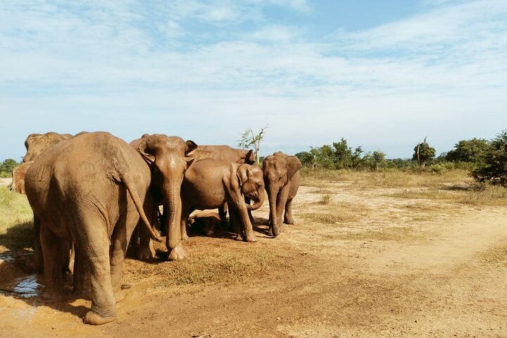 Udawalawe National Park | Private Safari Tour