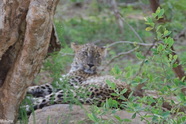 Udawalawe National Park | Private Safari Tour