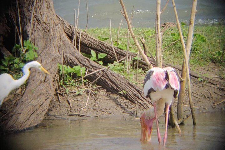 Udawalawe National Park | Private Safari Tour