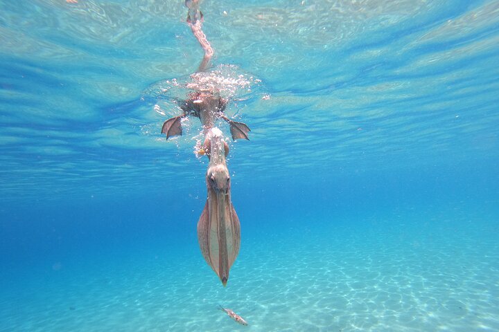 Unforgettable Sea Turtle Swim & Grote Knip Beach Escape