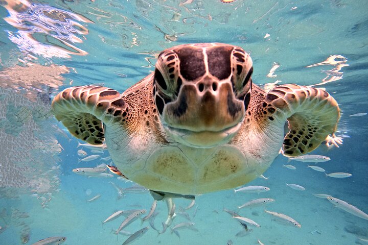 Unforgettable Sea Turtle Swim & Grote Knip Beach Escape