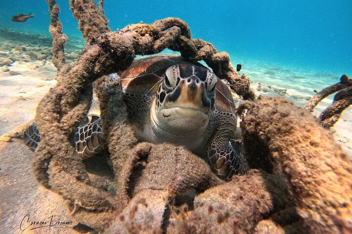 Unforgettable Sea Turtle Swim & Grote Knip Beach Escape