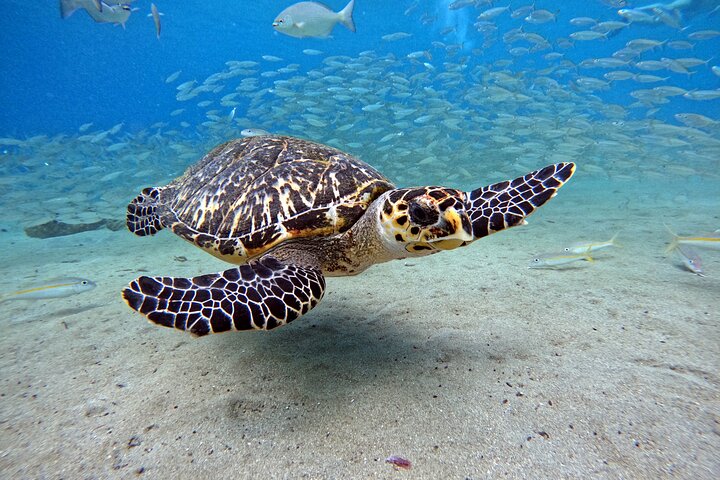 Unforgettable Sea Turtle Swim & Grote Knip Beach Escape