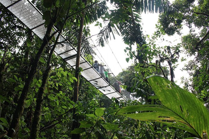 Birdwatching Tour at Mistico Arenal Hanging Bridges Park From Guanacaste