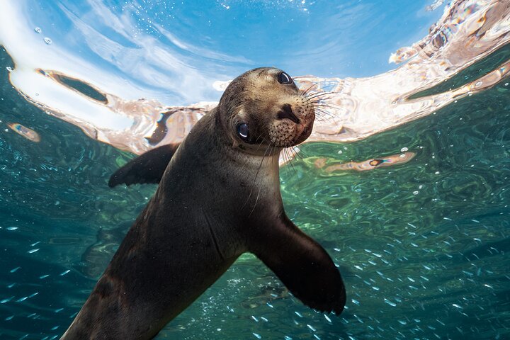 Adventure to Espiritu Santo Island: Snorkel with Sea Lions and Beach