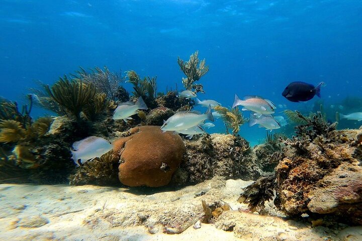 All Inclusive Beach and Snorkel Boat Tour to Icacos Island