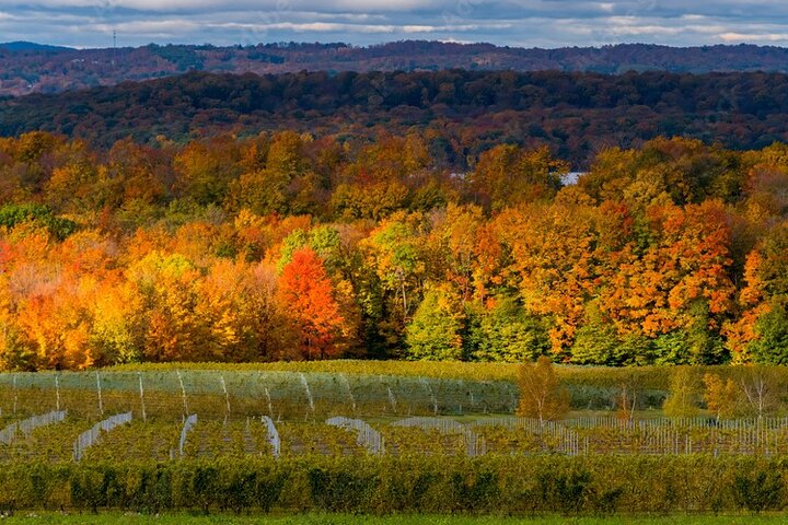 4-Hour Traverse City Sunset Wine Tour: 3 Wineries on Old Mission Peninsula