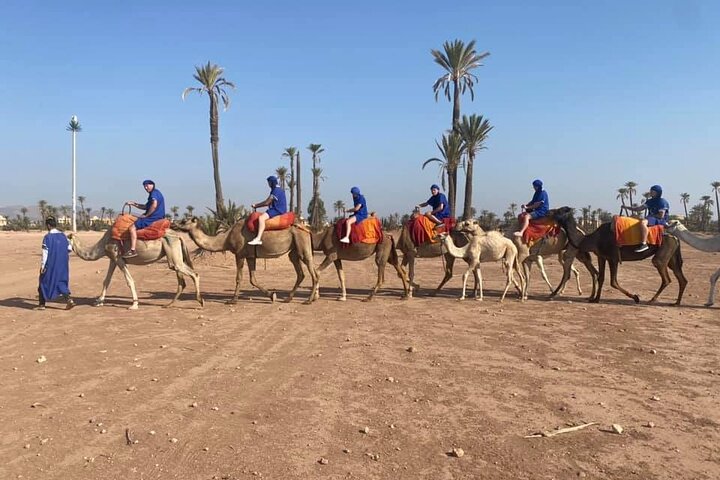 Camel ride in the palm grove of Marrakech