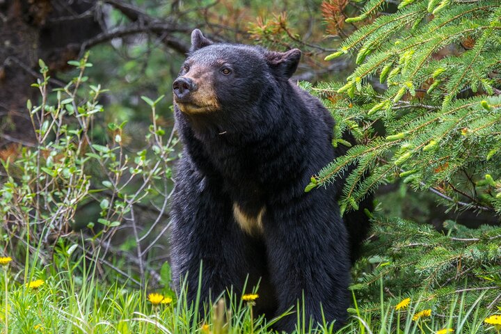 Jasper Evening Wildlife Tour