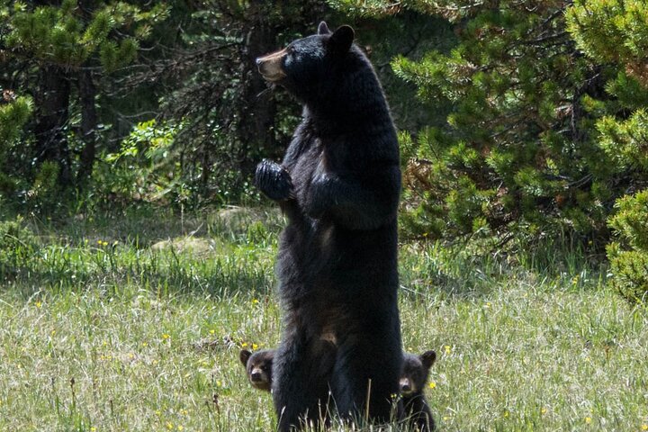 Jasper Evening Wildlife Tour