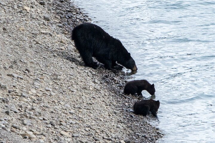 Jasper Wildlife and Sightseeing Tour with Maligne Lake Hike